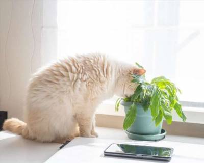 Почему коты едят цветы? - lublusebya.ru