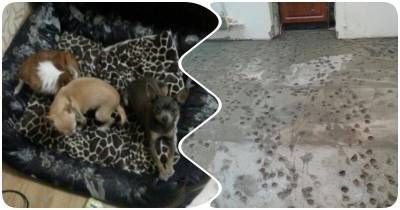 Собаки устроили в квартире бардак - mur.tv