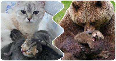 15 гордых мамочек из мира животных - mur.tv
