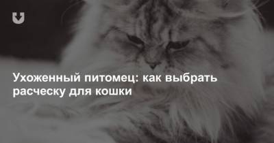 Ухоженный питомец: как выбрать расческу для кошки - mur.tv - Минск
