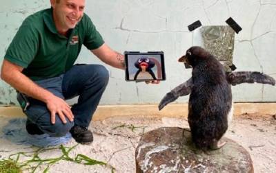 Одинокого пингвина в зоопарке развлекают мультфильмами - mur.tv - Австралия - Перт