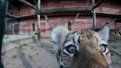 Амурские тигрята родились в Московском зоопарке. - mur.tv - Волоколамск