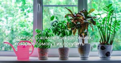 5 мифов о комнатных растениях, которые помогут их погубить - sadogorod.club