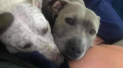 Лучшее место в мире рядом с мамой! Две собаки устроили “войнушки” за мягкий диван - mur.tv