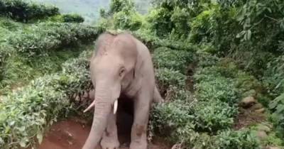 Недовольный вторжением на свою территорию слон растоптал индуса - mur.tv - Индия