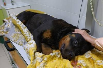 Агрессия собаки заставила псковскую полицию выстрелить - mur.tv - Псков