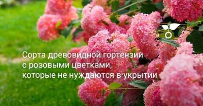 Сорта древовидной гортензии с розовыми цветками, которые не нуждаются в укрытии - sadogorod.club