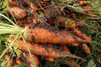 Когда убирать морковь с грядки и как правильно ее хранить - sadogorod.club