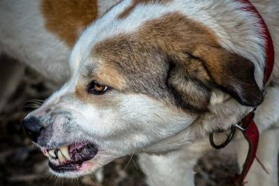 На Украине домашняя собака растерзала в клочья пах двухлетнего мальчика - mur.tv - Украина - Донецкая обл.
