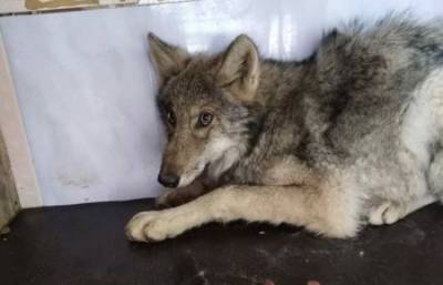 В Северобайкальске волк пробрался в приют для собак - mur.tv