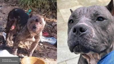 Волонтер поделился фотографией спасенной от жуткой гибели собаки - mur.tv - Бразилия - Сан-Паулу