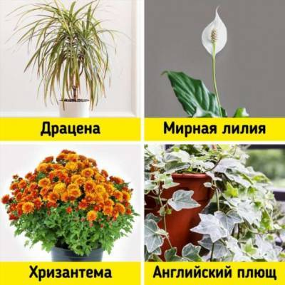 20+ комнатных растений, которые и интерьер украсят, и пользу принесут - milayaya.ru