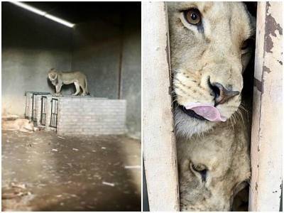 Истощенные львы, которых выращивали для охотников, не видели белого света - mur.tv - Юар