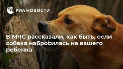 Антон Гладилин - В МЧС рассказали, как быть, если собака набросилась на вашего ребенка - mur.tv - Россия - Москва