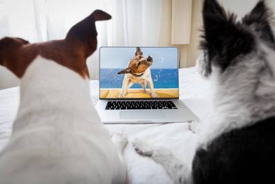 Что видят собаки, когда смотрят телевизор? - lifehelper.one
