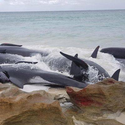 В Австралии готовят масштабную операцию по спасению чёрных дельфинов - mur.tv - Австралия