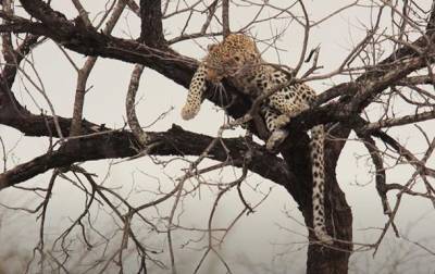 В ЮАР леопард сбежал от бабуинов на дерево - mur.tv - Япония - Юар
