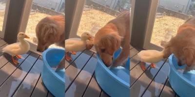 Twitter-аккаунт дня: Гусь и собака дерутся за тазик для купания видео - mur.tv - Япония