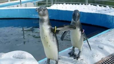 Первое купание пингвинят показали в красноярском зоопарке - mur.tv - Россия - Красноярск