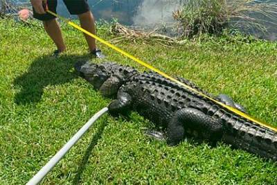 Трехметровый аллигатор схватил девушку за ноги - mur.tv - штат Флорида - Usa