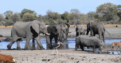 Массовую гибель слонов в Ботсване объяснили цианобактериями - mur.tv - Ботсвана