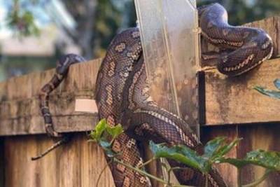 Ведущая Голоса проснулась и обнаружила у себя дома змею - mur.tv - Австралия