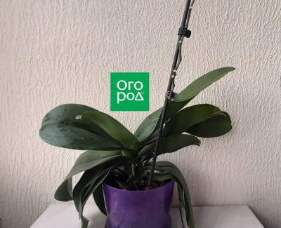 Нужно ли обрезать орхидею после цветения и как это сделать правильно – мастер-класс с фото - sadogorod.club