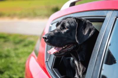 Почему собаку укачивает в машине и как ей помочь - mur.tv