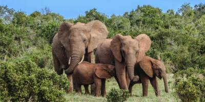 В Ботсване слоны массово гибнут от загадочной инфекции - mur.tv - Ботсвана