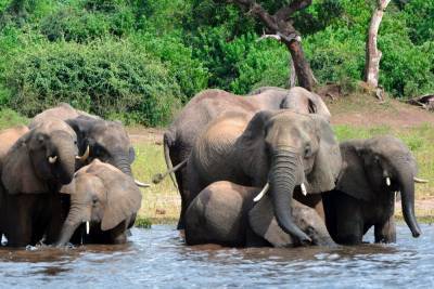 Больше 300 слонов умерли в Ботсване из-за природных токсинов в воде - mur.tv - Ботсвана