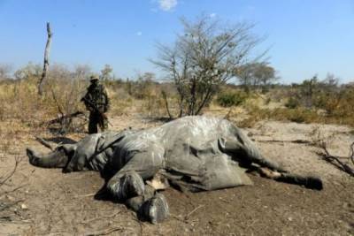 Учёные назвали водоросли причиной массовой гибели слонов в Ботсване - mur.tv - Ботсвана