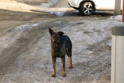 Правила подачи заявок на отлов бездомных собак изменились в Чите - mur.tv - Чита