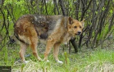 Жизнь бродячей собаки на Кубани оценили в пять тысяч рублей - mur.tv - Краснодарский край