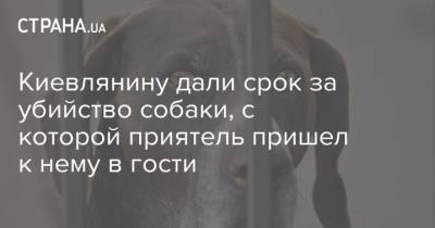 Киевлянину дали срок за убийство собаки, с которой приятель пришел к нему в гости - mur.tv - Украина - Киев - Запорожская обл.