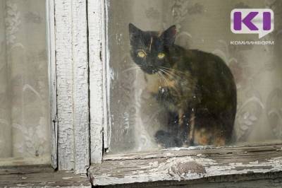 Жителя Корткероса наказали за гибель кошки и собаки - mur.tv - Россия - Корткерос