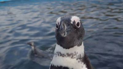 Пингвинят в красноярском зоопарке впервые выпустили в бассейн. - mur.tv