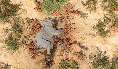 Ирина Зиганшина - Массовая гибель слонов в Ботсване остается загадкой для ученых - mur.tv - Ботсвана