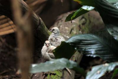 Птенцы бриллиантовой горлицы появились на свет в нижегородском зоопарке - mur.tv - Австралия