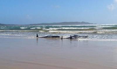 В Австралии начато спасение 270 выбросившихся на берег черных дельфинов - mur.tv - Australia - штат Тасмания