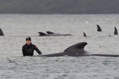 Сотни черных дельфинов выбросились на берег в Тасмании - mur.tv - Австралия - штат Тасмания