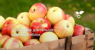 5 секретов длительного хранения яблок - sadogorod.club
