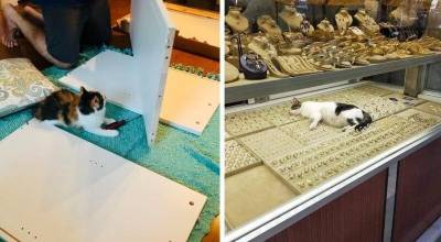 20 очаровательных котиков, которые упорно трудятся на своих рабочих местах - mur.tv