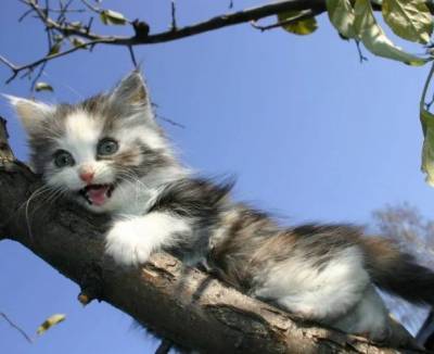 В Заволжье спасатели сняли котёнка с дерева - mur.tv - Ульяновск