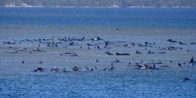 В Австралии погибли 380 дельфинов, выбросившихся на берег - mur.tv - Австралия