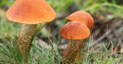 Личные боровики и подосиновики: как в саду посадить грибы (и когда ждать урожая) - rus.delfi.lv