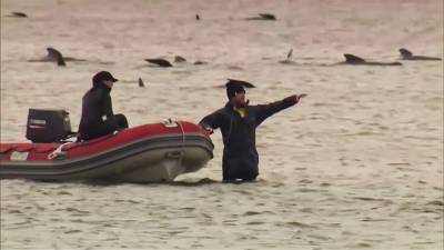 Сотни дельфинов выбросились на берег в Австралии - mur.tv - Австралия