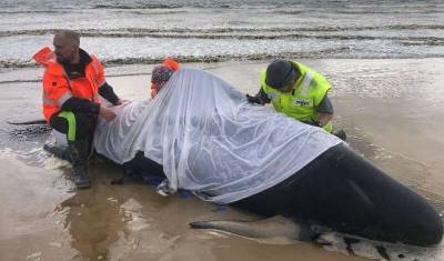 Ирина Зиганшина - Массовую гибель дельфинов у берегов Австралии предотвратить не удалось - mur.tv - Австралия