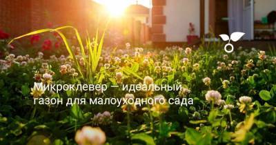 Микроклевер — идеальный газон для малоуходного сада - sadogorod.club