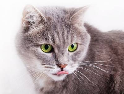 Почему кошки высовывают язык? - mur.tv