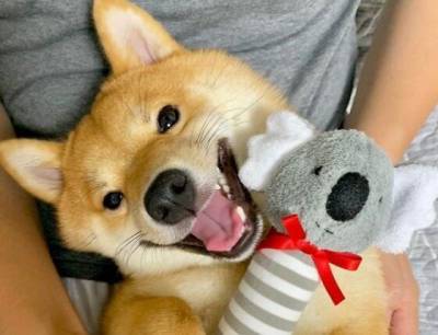 Как очаровательная собака-улыбака из Японии покорила интернет - mur.tv - Япония - Токио